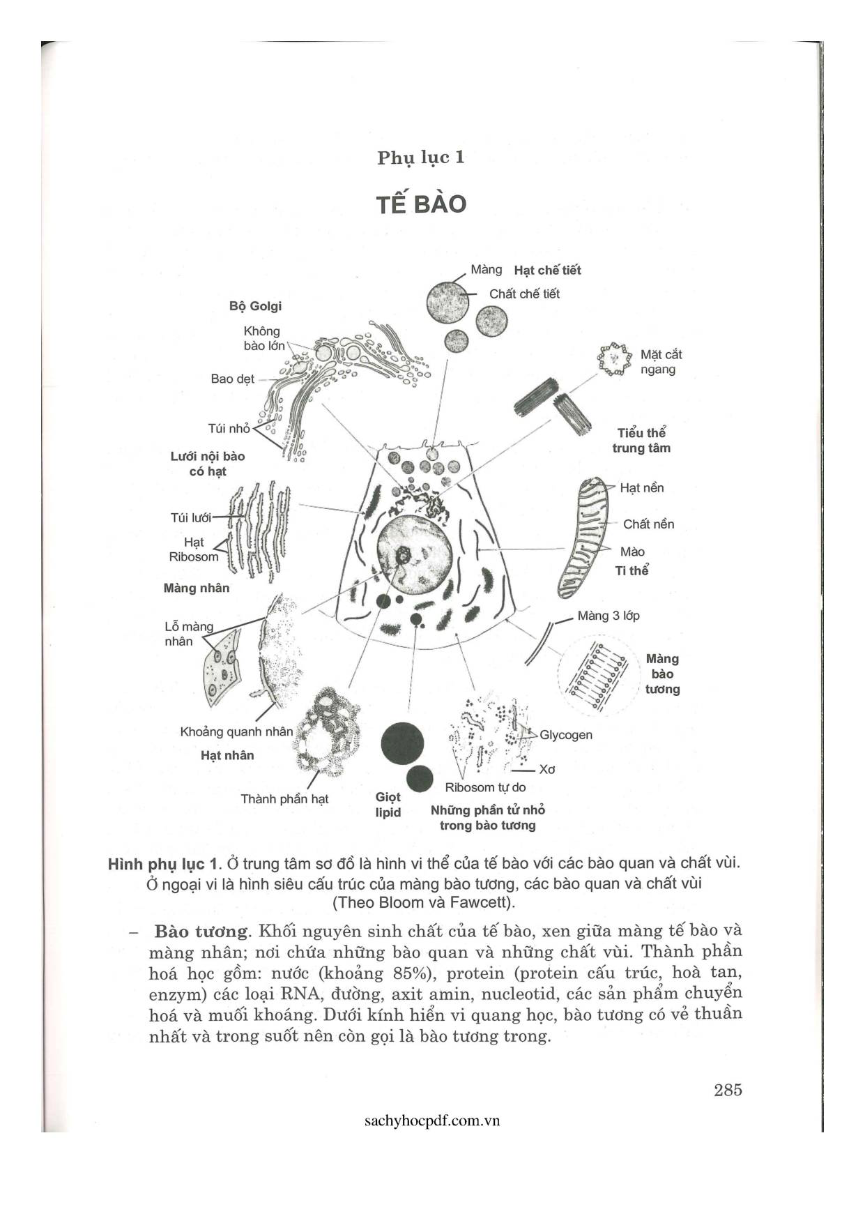 Giáo trình Mô phôi-phần Mô học